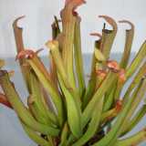 Sarracenia rubra ssp. jonesii